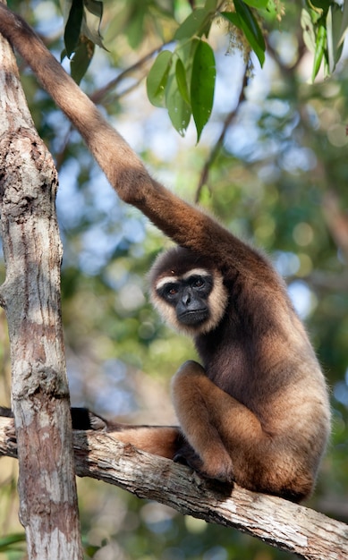 Gibbon siedzi na drzewie. Indonezja. Wyspa Kalimantan. Borneo.