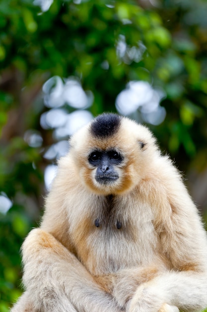 Gibbon złotych policzków, Nomascus gabriellae