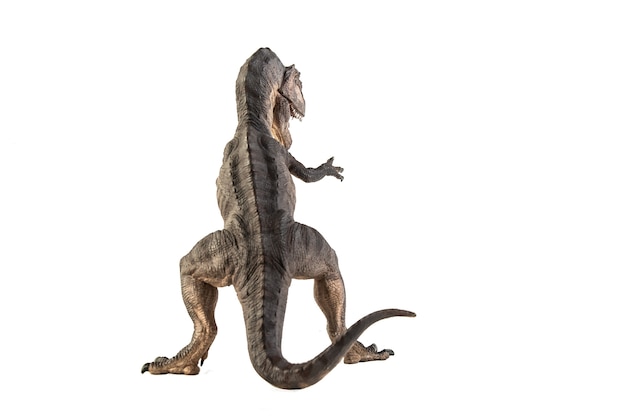 Giganotosaurus Dinozaur Na Białym Tle.