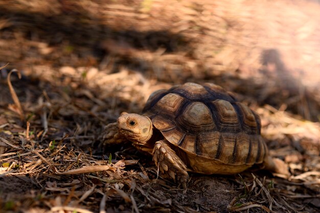 Gigant afrykański żółw pobudzony (Centrochelys sulcata)