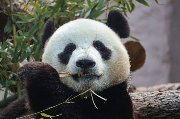 Gigantyczna czarno-biała panda skubie bambus.