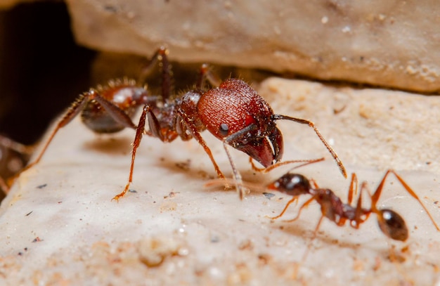 gigantyczna mrówka