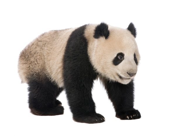 Gigantyczna panda, Ailuropoda melanoleuca na bielu odizolowywającym