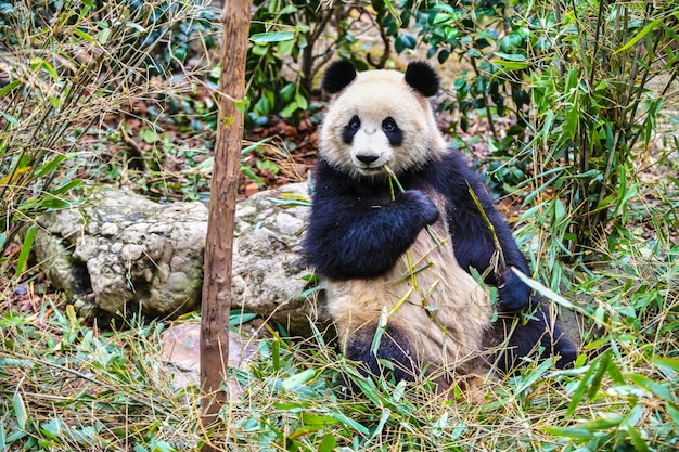 Zdjęcie gigantyczna panda je bambusa w chengdu chiny