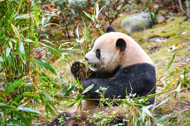 Zdjęcie gigantyczna panda je bambusa w chengdu chiny