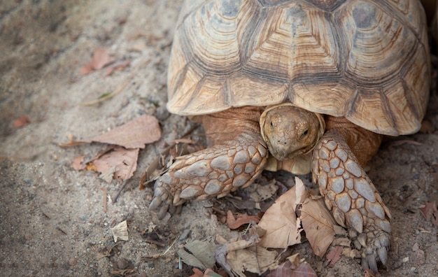 Gigantyczna żółwia żółwia zoologia na piasek klatce plenerowej