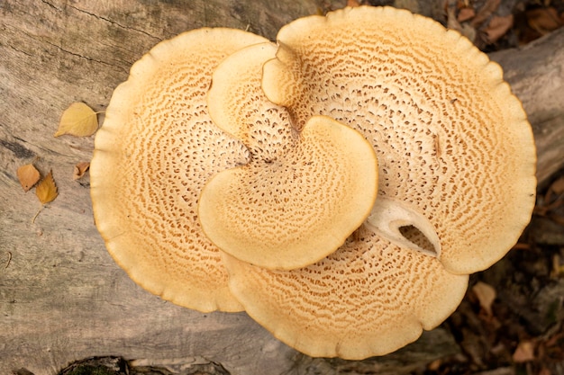 Zdjęcie gigantyczne grzyby leśne driady siodło bażanty tylne grzyby łuskowate polyporus polyporus squamosus cerioporus squamosus na pniu drzewa