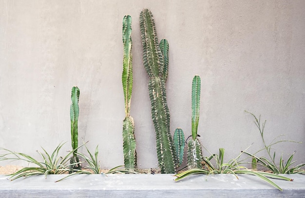 Gigantyczne kaktusy na betonowej szarej ścianie