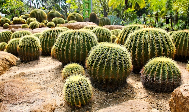 Gigantyczny kaktus w Nong Nooch Tropikalnym ogródzie botanicznym, Pattaya, Tajlandia.