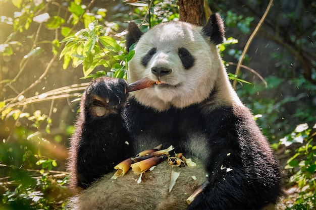 Gigantyczny miś panda w Chinach