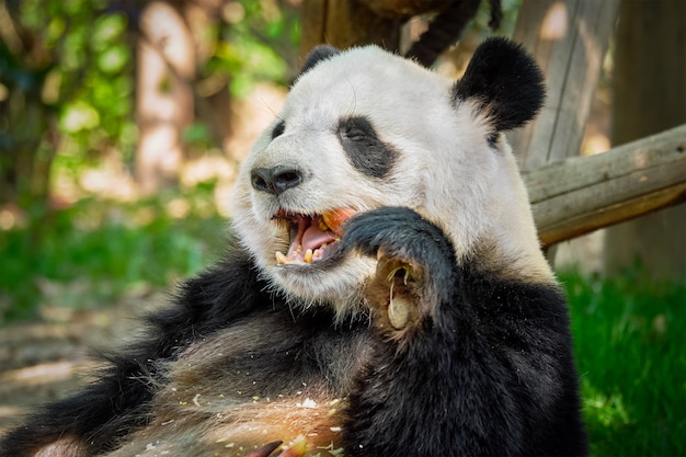 Gigantyczny Miś Panda W Chinach