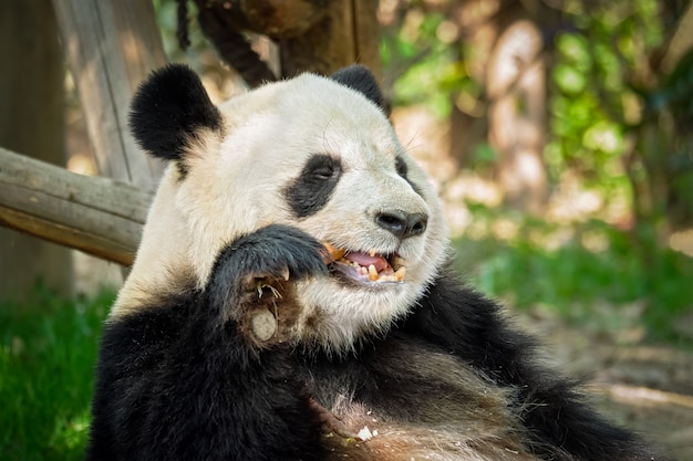 Gigantyczny miś panda w Chinach