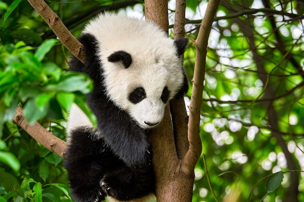 Gigantyczny miś panda w Chinach