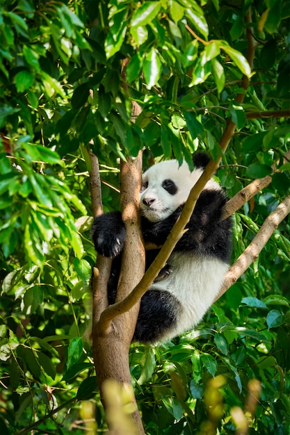 Gigantyczny Miś Panda W Chinach