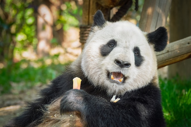 Gigantyczny Miś Panda W Chinach