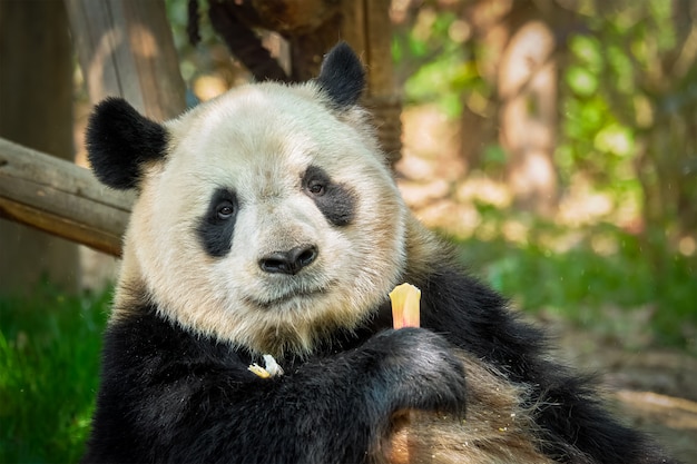 Zdjęcie gigantyczny miś panda w chinach