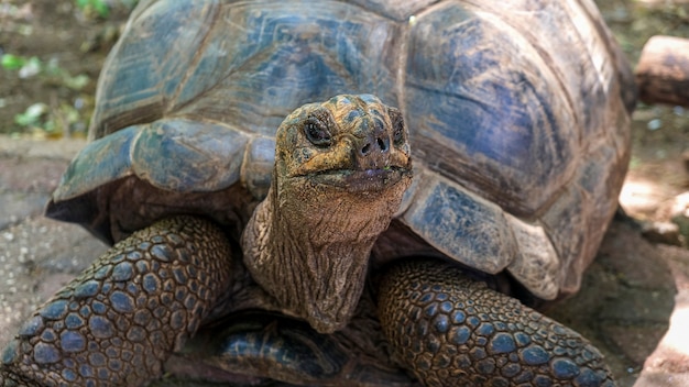 Gigantyczny żółw Afrykański Aldabra Na Wyspie Na Oceanie Indyjskim.