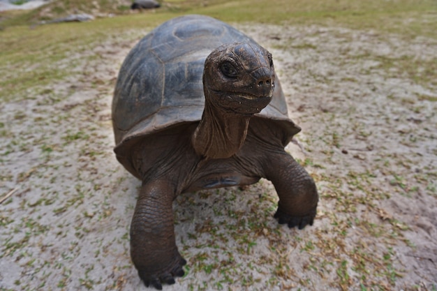 Zdjęcie gigantyczny żółw aldabra na wyspie curiouse na seszelach.