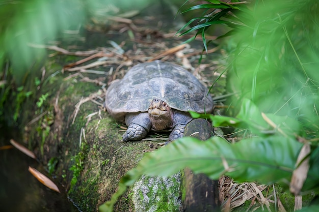 Gigantyczny żółw lądowy Galapagos