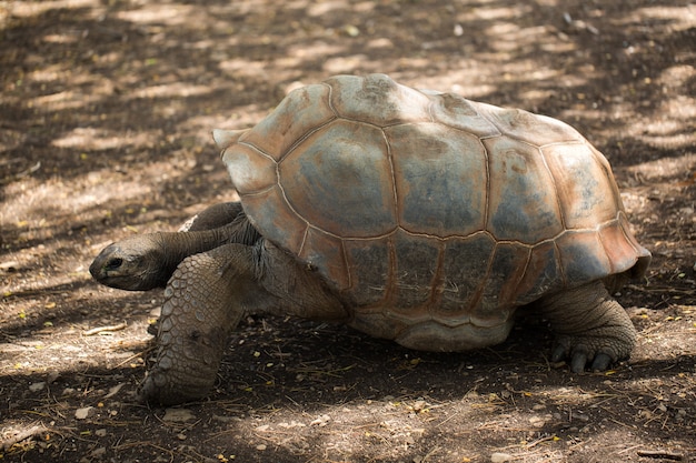 Gigantyczny żółw Na Mauritiusie.