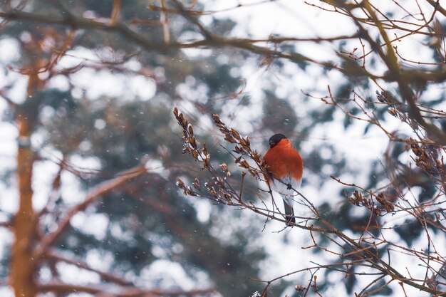Gil zwyczajny ptak z czerwonym upierzenie na gałęzi drzew