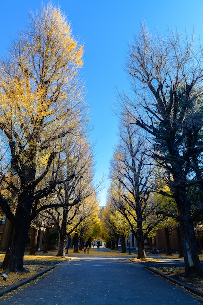 Ginkgo Drzewo Na Drodze, Jesień Sezon