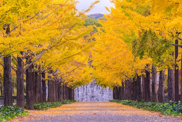 Ginkgo Road