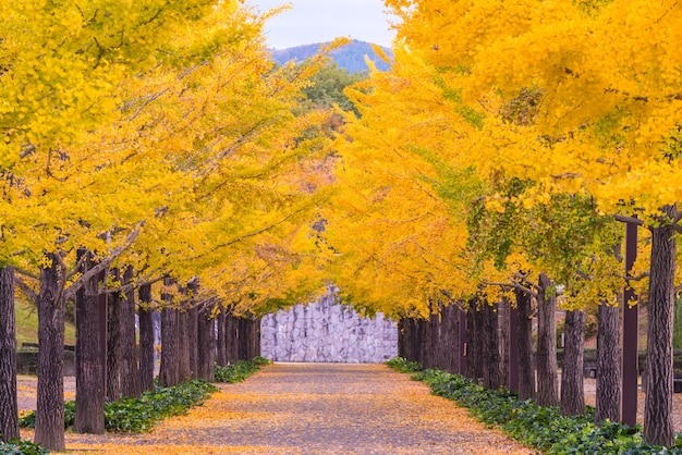 Ginkgo Road