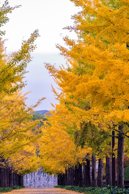 Ginkgo Road