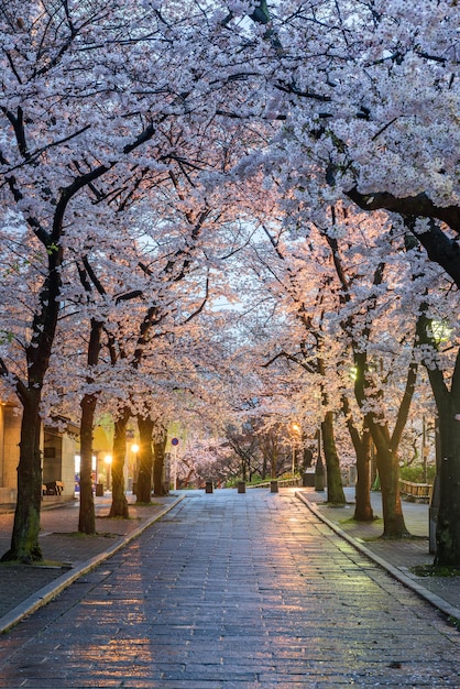 Gion Shirakawa Kioto Japonia podczas sezonu kwitnienia wiśni