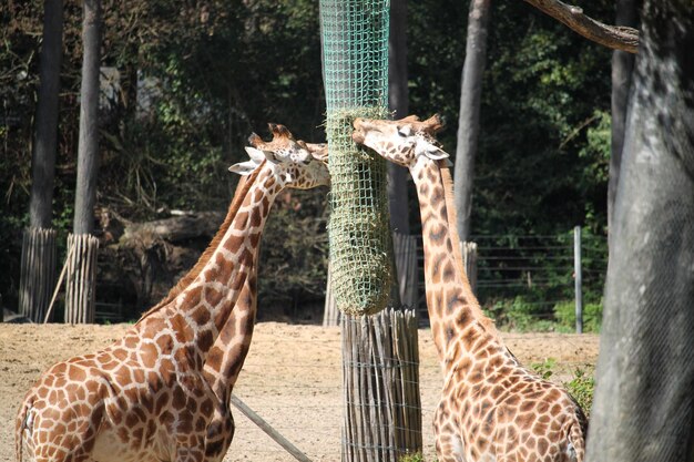 Zdjęcie girafa w zoo