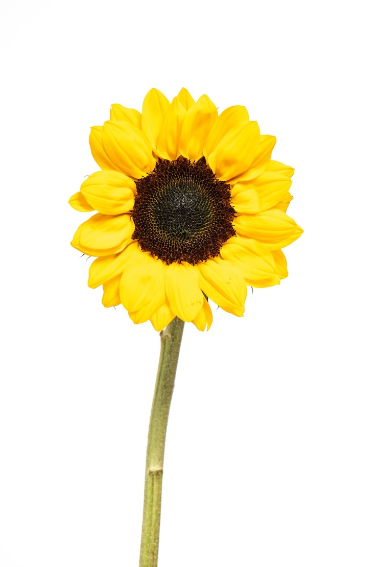 Zdjęcie girasol