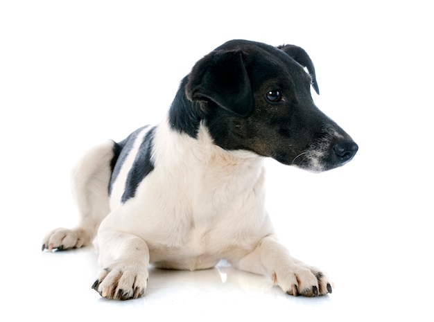 gładki fox terrier