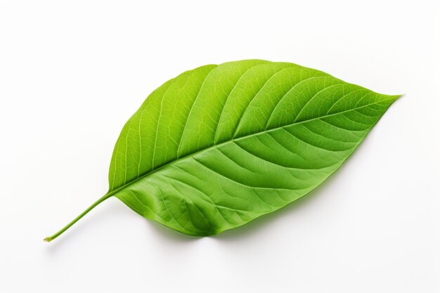 Gładki zielony liść izolowany Natura organiczna Generuj Ai