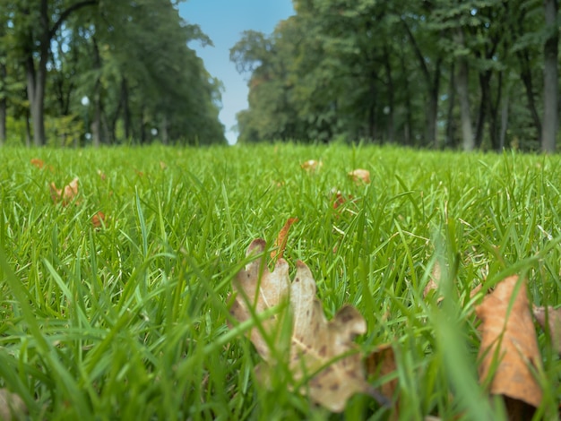 Gładko przystrzyżona zielona trawa na skoszonym trawniku w parku pod niskim kątem