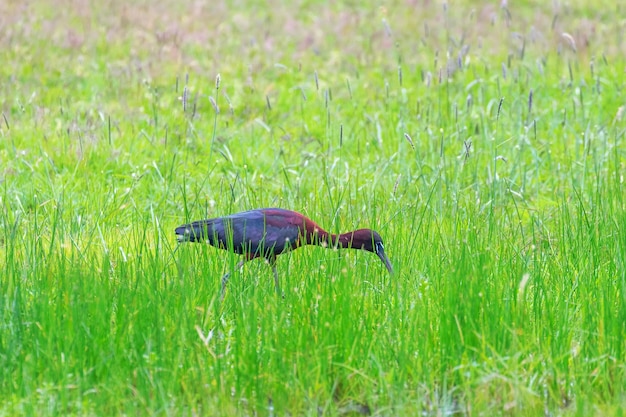 Glansowany ibis żeruje na bagnistych łąkach