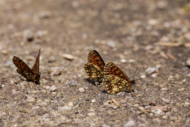 Glanville Fritillaries Melitaea cinxia na kamienistym drewnie ziemi