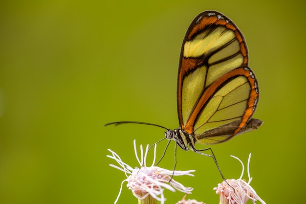 Glasswing Motyl Na Kwiacie