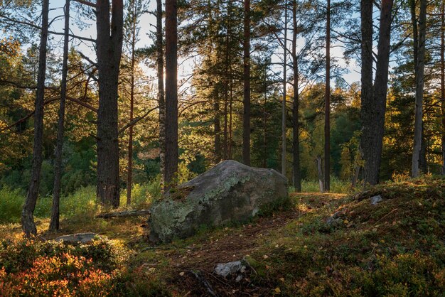 Głaz w lesie iglastym w słoneczny jesienny dzień Ladoga Skerries Karelia Rosja