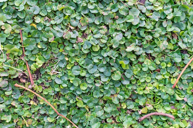 Gleba pokryta dichondra microcalyx Hallier f Fabris