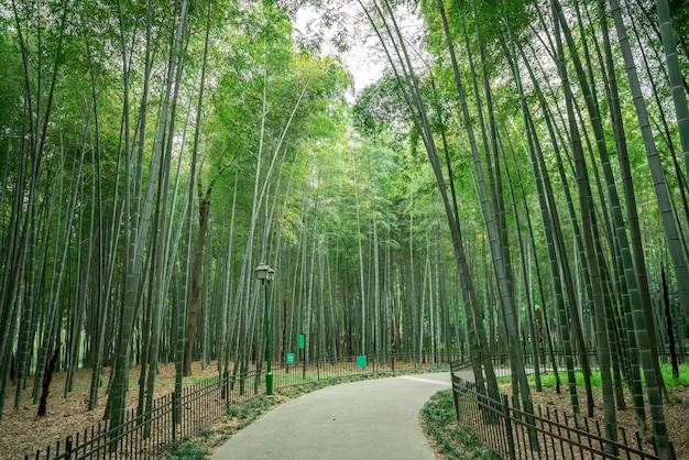 Głęboka naturalna sceneria na świeżym powietrzu w bambusowym lesie