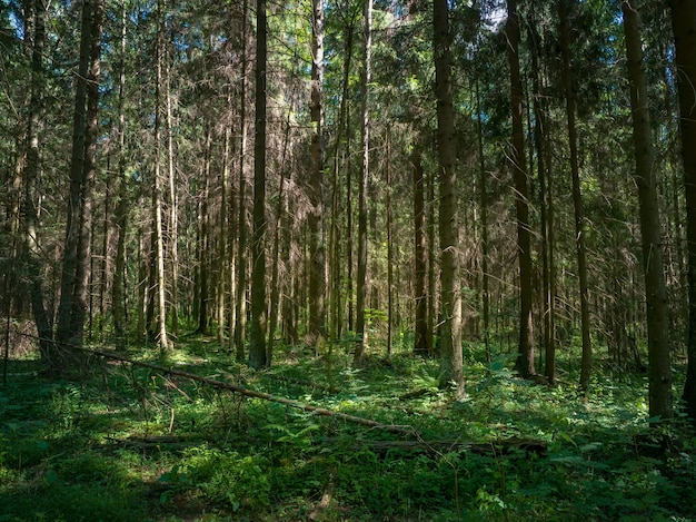 Głęboki las porośnięty latem sosny. Dzika flora i przyroda północnej Europy