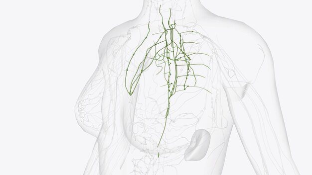 Zdjęcie głębokie limfatyki klatki piersiowej