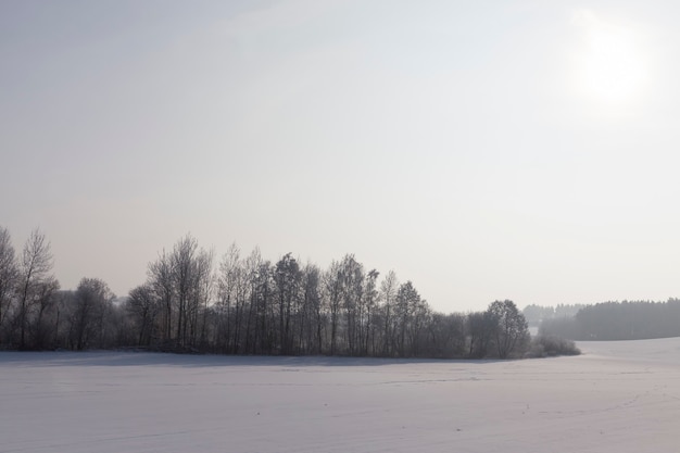 Głębokie zaspy śnieżne i rośliny po ostatnich opadach śniegu, zimowe chłody po opadach śniegu z roślinami, zaspy śnieżne i rośliny w zimie