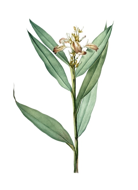 Globba erecta png naklejka vintage ilustracja botaniczna przezroczyste tło