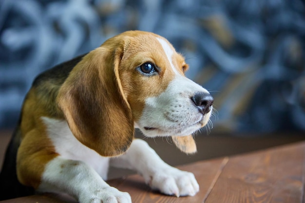 Głodne błagalne spojrzenie szczeniaka rasy beagle w kierunku drewnianego stołu Ładny rasowy pies błaga