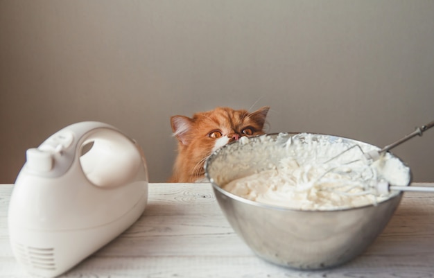 Głodny kot imbir w pobliżu miski ze śmietaną