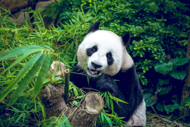 Głodny miś panda wielka jedzący bambus