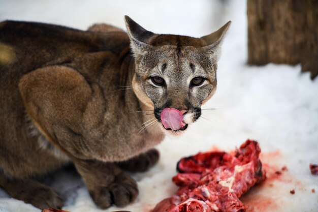 Zdjęcie głodny puma jedzący kawałek mięsa na śniegu puma jedząca mięso