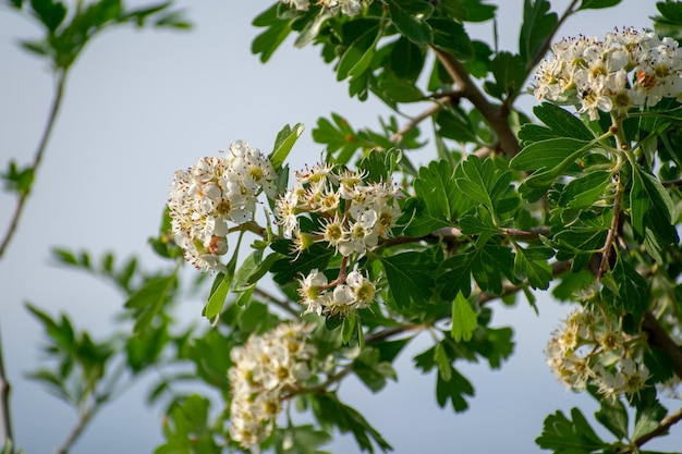 Zdjęcie głóg pospolity crataegus monogyna